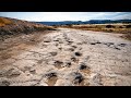 Dinosaur Tracking and Fossil Footprints