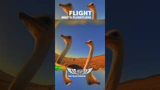 lol imagine not being able to fly 😂 #tinywhoop pilot @trex.vtx