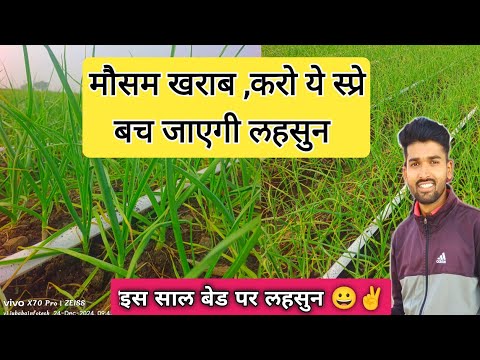 बारिश करेगी लहसुन खराब उसके पहले करो ये वाला स्प्रे !!लहसुन में पहला स्प्रे कौन सा ले!garlicfarming