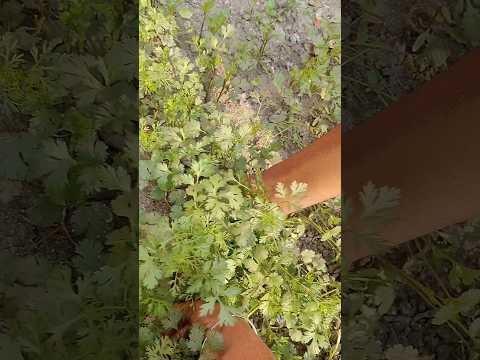 #meri choti si Bagaan me kitni achi dhaniya Hui h#🌿 shorts video