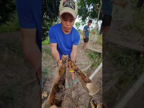 We Found Wild Honey in The Jungle #farming