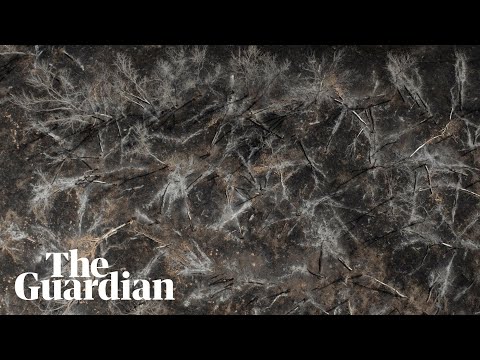 Drone footage shows huge swathes of wildfire-ravaged land in Texas