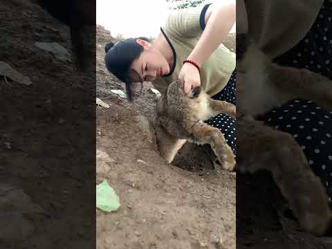 #公羊兔 #上快手学农技术 #二十岁的你是什么样子 #funny #鸵鸟蛋 #funnyanimals
