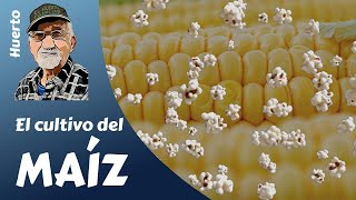 Cómo cultivar MAÍZ para hacer palomitas paso a paso. ¡RIQUÍSIMAS!