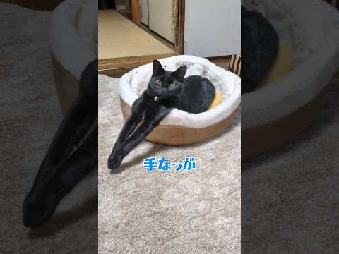 猫の手って、こんな長かったっけ #ネコ #野良猫 #子ネコ #保護猫 #黒猫