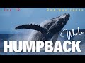 Humpback Whale Facts and Trivia