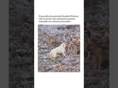 Cachorro Bravo Slk #nature #dog #wolf