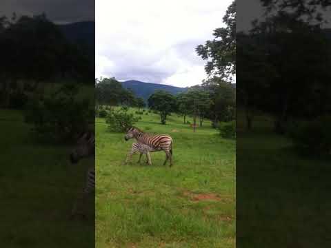 Leopard Rock Gamepark - A Foal is Born