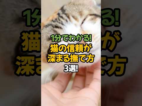 【保存版】猫の信頼が一気に深まる撫で方3選!🐾1分で解説! #shorts #猫 #雑学