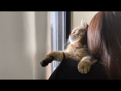 猫の動画サムネイル - お外を眺めるのがマイブームな猫に思うがままさせてみた結果…