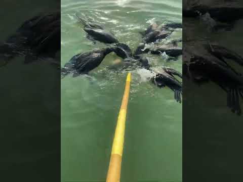 Fish fishing | Catching Fish | Hunting Fish From Hole Using Hook #04088 #fishing #birds #birdfishing