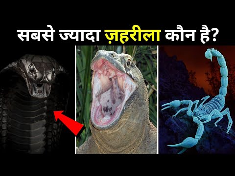 कोन है दुनिया का सबसे ज़हरीला जीव। Wildlife Adventure In हिन्दी