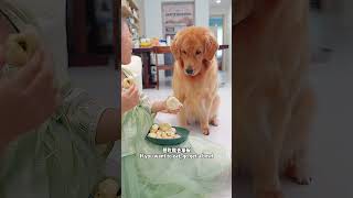 The dog couldn't take its eyes off the food.眼睛就没离开过包子 #dog #pets #goldenretriever