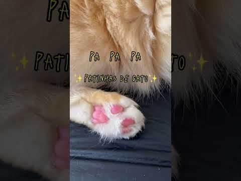 Esclarecendo tudo!!! #gatosengraçados #gatosfofos