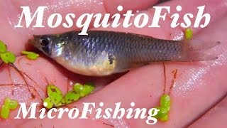 Western Mosquitofish MicroFishing in Kentucky 