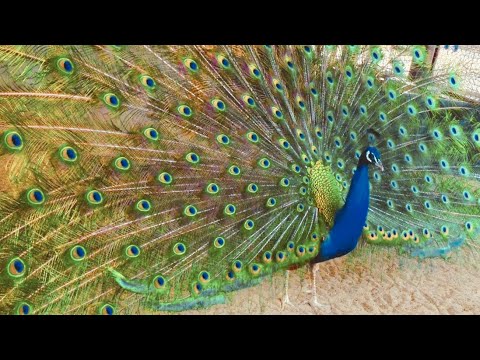 孔雀が羽を広げる瞬間 Peacock Opening  Feathers - YouTube