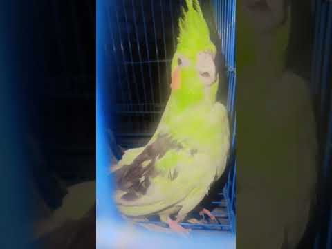 #parrot #naruto #music