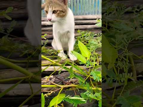 #cat #cats #cute #catvideos #catshorts #catai #ai #funny #love #pets #lovely #shorts #shortvideos
