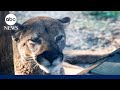 Florida Panthers and Wildlife Conservation