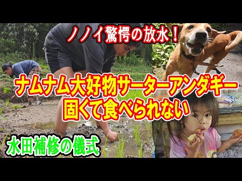 ノノイの放水、驚愕の◯◯回!!田んぼの補修とナムナムの爆食アンダギー