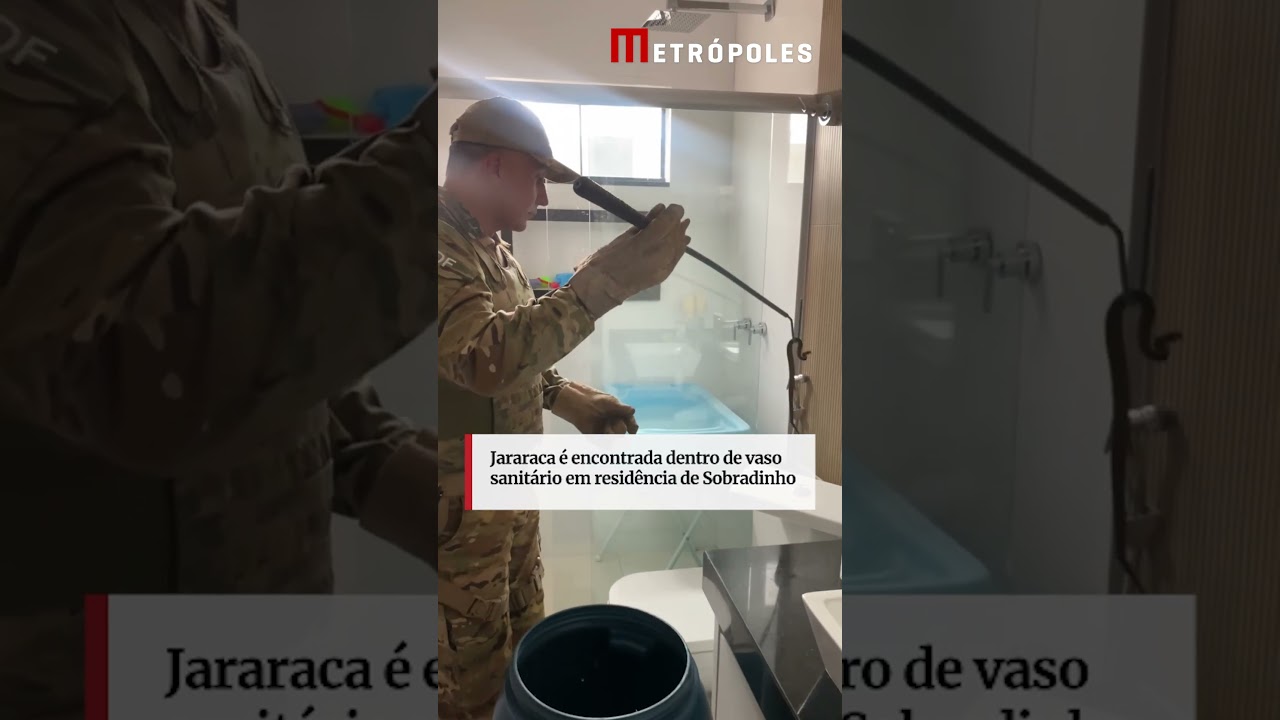 Jararaca é encontrada dentro de vaso sanitário em residência de Sobradinho