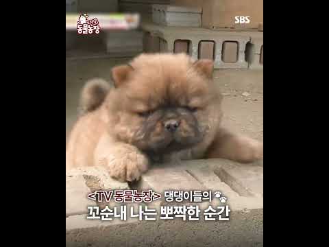 오늘은 국제 강아지의 날૮ .• ﻌ • ა 꼬순내 나는 순간 속 숨겨진 가짜 강아지는?! | TV 동물농장 | SBS