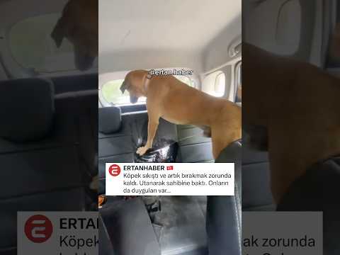 Arabaya tuvaletini yaptı 🥺 #köpek #mizah #keşfet