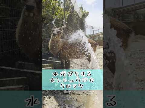 ホンシュウジカの水浴びシーン—東武動物公園からの観察レポート サムネイル