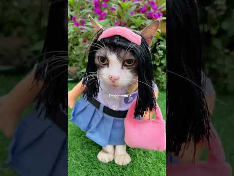 PERGI SEKOLAH #kucinglucu #cats #kucing