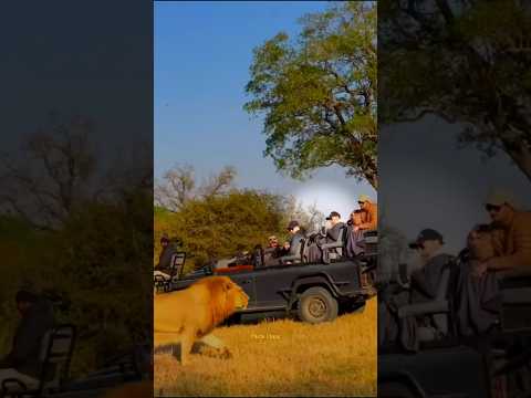 Ever Wonder Why Lions Ignore Jeeps? 😱🚙 #facts #trending #viral