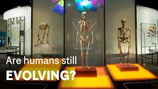 Are Humans Still Evolving?