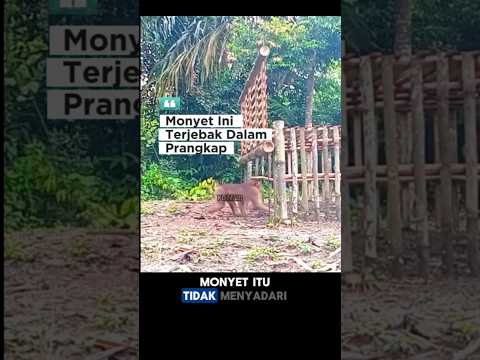Monyet ini terjebak dalam prangkap para petani #monyet #monyetviral #monyetlucu #petani #kebun