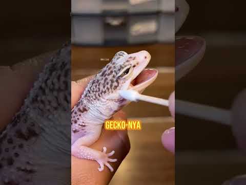 Cek website: wachigecko.com jika ingin adopt gecko ๐ซถ๐ป atau klik link di bio aja ๐ฅ