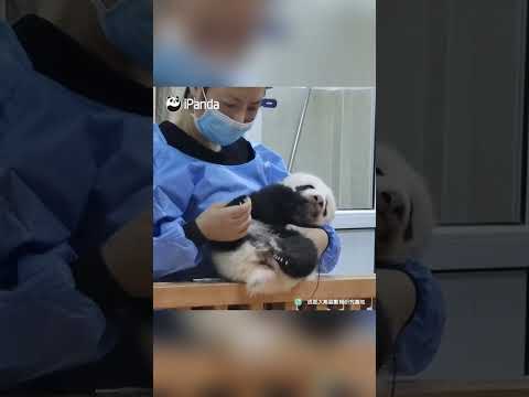 Too Young To Have Teeth | iPanda #shorts