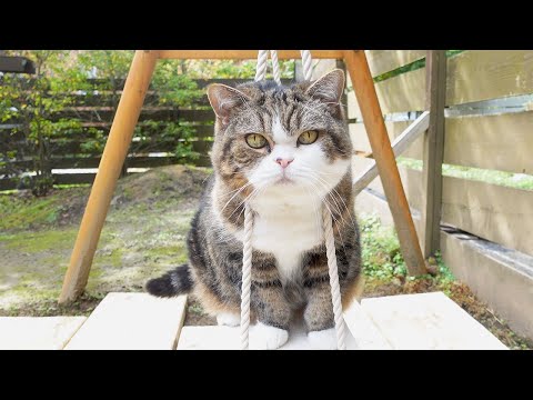 改良されたお庭ブランコとねこ。-Improved garden swing and Maru.-