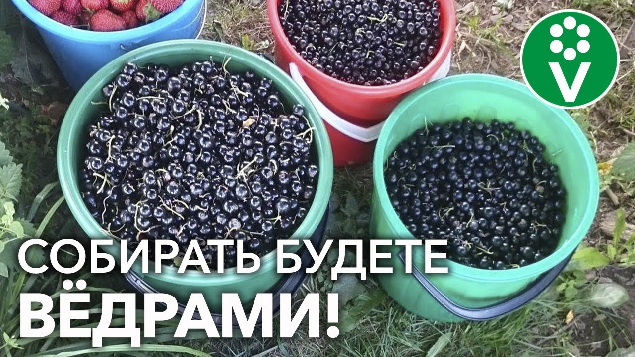 Календарь ухода за смородиной: от а до я. Полное руководство на сезон