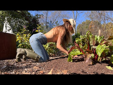 Moving a One Year Old Fruit Tree | Ginger Harvest | Medicinal Uses and Drying Methods