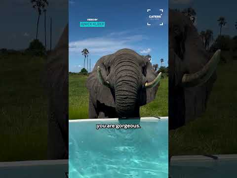 When A Thirsty Elephant Visits Your Pool 🤯 #elephant