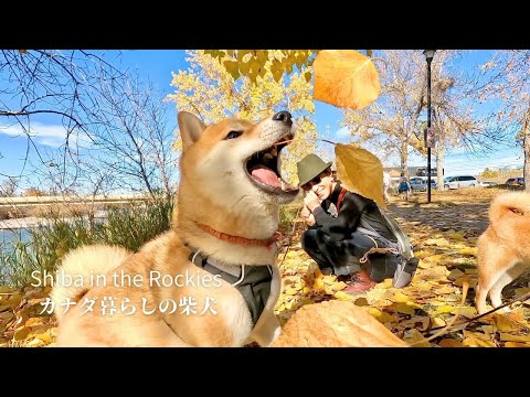 あっという間に楽しいゲージがMAXに達する柴犬ソラ【4K】