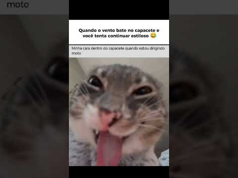 A cara que o gatinho faz dentro do capacete quando bate o vento forte