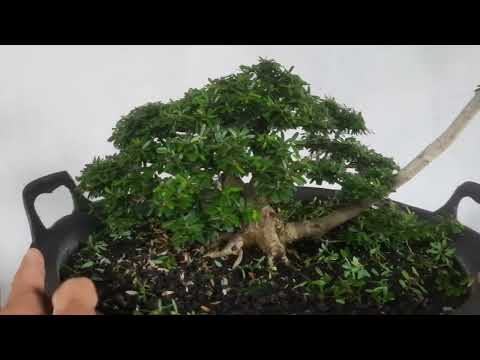 Pruning Bonsai Saeng Simbur Super Mikro Vietnam