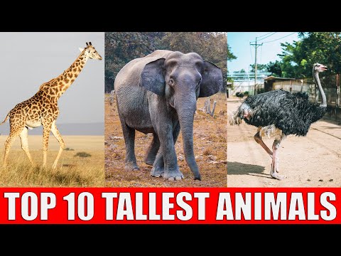 TOP 10 Tallest Animals in The World | Which is The Tallest Animal in The World?