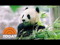 Panda Conservation and Zoo Programs
