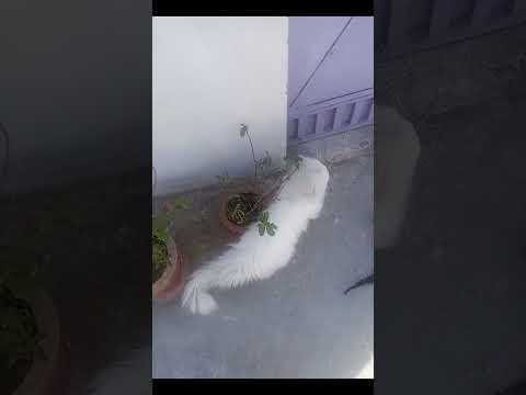 Cat (Mr Jimmy) crazy reaction #shortsfeed #yt #cat