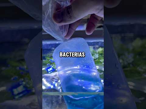 Pez Betta ¡Sorpresa! de @BettasLeinadMexico 😮🐠🫧🎁 #aquariumtanks #acuario #pezbetta #bettafish