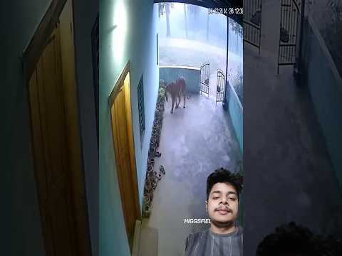 A disabled duckling helps his cat friend🐥#DuckRescue #CuteAnimal #AnimalRescue