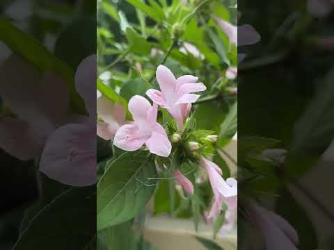 #remix #music #song #beats #reels #youtubeshorts #viralvideo #subscribe #trending #ytshorts #shorts