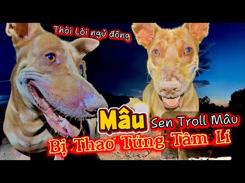 Mâu Bị Sen Lừa Đào Hang Thòi Lòi Đến Tận Đêm - Quyết Tâm Giữ Cái Hang Của Mâu