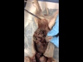 Anatomical Models and Circulatory System