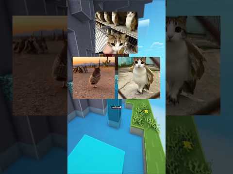 Inilah 3 Tempat Untuk Mencari Meowl #meowl